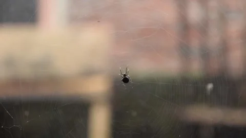 Spider in the web Stock Footage 164977886