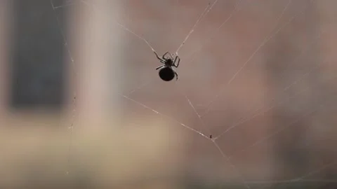 Spider on the web Stock Footage 164977952
