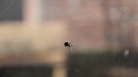 Spider in the web Stock Footage 164977954