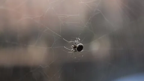 Spider in the web Stock Footage 164978085