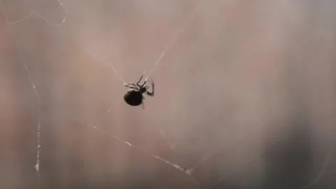 Spider in the web Stock Footage 164978197