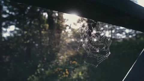 Spider web Stock Footage