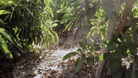 Spider Web Stock Footage 200789827