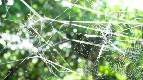 Spider web Video stock 218360807