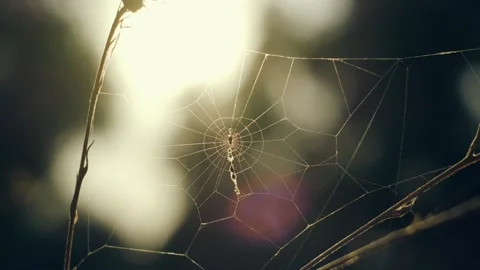 Spider web Stock Footage 219613336