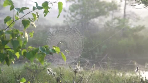 Spider Web Video stock 247433062