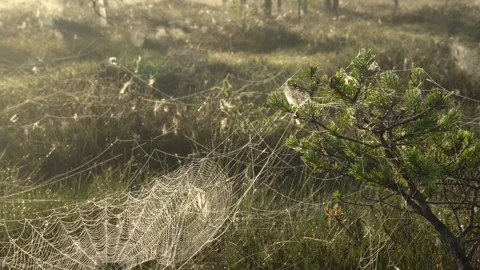 Spider Web Video stock 247433070