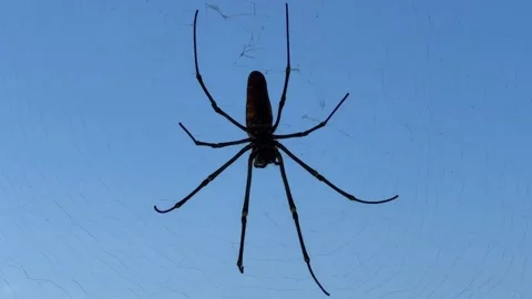 Spider on the web Stock Footage 249386274