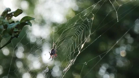 Spider in a web Stock-Footage 254273803