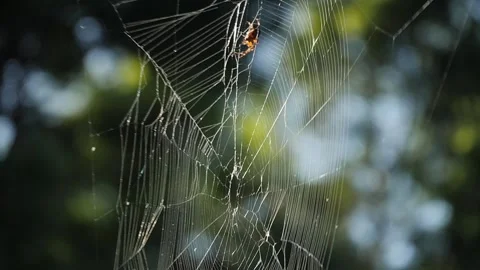 Spider in a web Stock-Footage 254273817