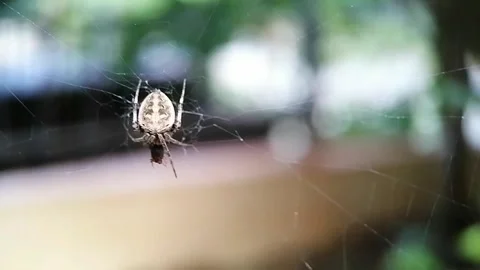 A spider in the web Stock Footage 261400333
