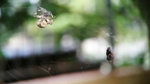 A spider in the web Stock Footage 261400334