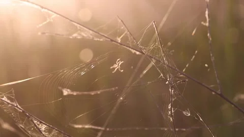 Spider Web Stock Footage 280741604