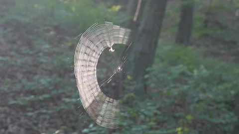 Spider web Stock Footage 283663776