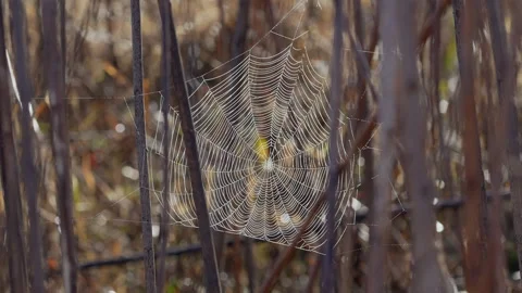 SPIDER WEB Video stock 289926310