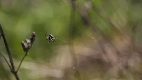 Spider on the web Stock Footage 308190676