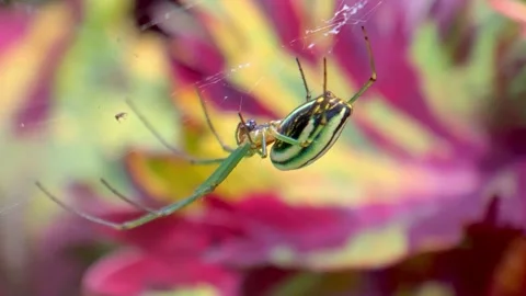 Spider on the web Stock Footage 327946098