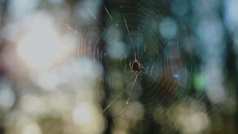 Spider Web in the Forest Against the Background of Sunlight Stock Footage 290920552