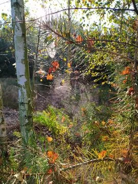 Spider web in the forest in autumn, closeup of photo Stock Photos