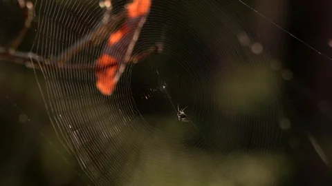 Spider web in the forest. Close up. Stock Footage 90117780