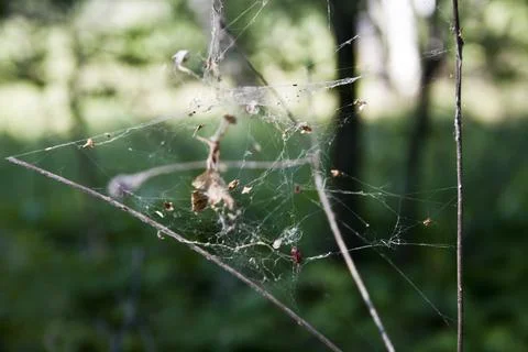 Spider web in the forest, close-up, selective focus Stock Photos