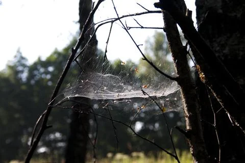 Spider web in the forest, close-up of spider web Stock Photos