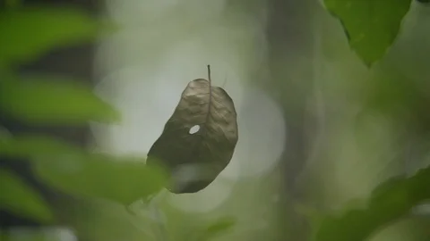 Spider on web in the forest closeup, leaf flying in a spider's web Video stock 121055639