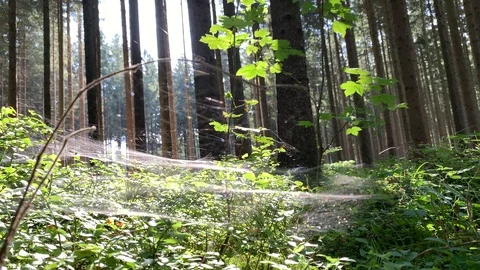 A spider web in a forest enlightend by the summer sun as a timelapse video Stock Footage 116558402