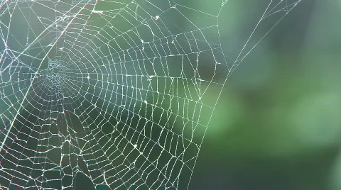 Spider web in forest Stock Footage 282742