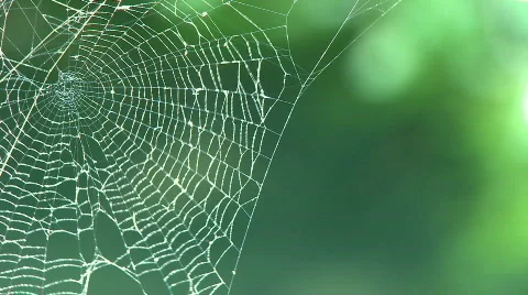Spider web in forest Stock Footage 602782