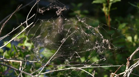 Spider Web in Forest Video stock 33804203