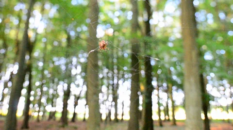 Spider on web in forest Stock Footage 36633758