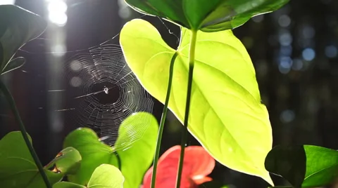 Spider web in forest Видео 42881667