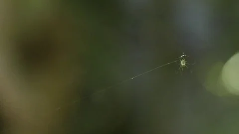 Spider on web in forest Stock Footage 74906712