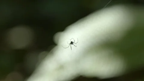 Spider on web in forest Stock Footage 74908330