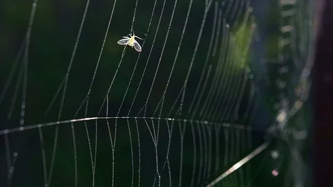 Spider Web At Forest Video stock 77831928