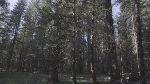 Spider web in forest Stock Footage 78495662