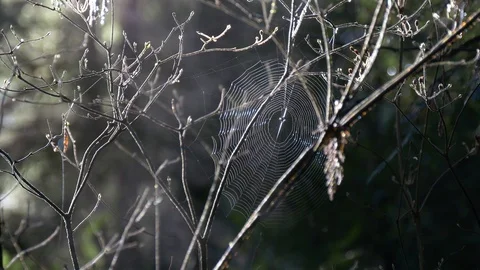 Spider Web in the Forest Stock Footage 88754325