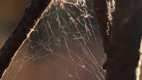 Spider web in the forest Video stock 96676392