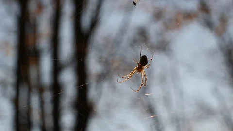 Spider web in the forest Video stock 96676407