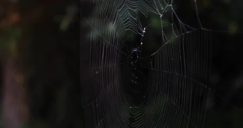 A spider web in the forest Stock Footage 172550468