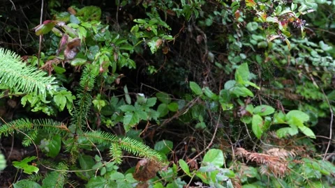 Spider web in the forest. Stock Footage 289350233