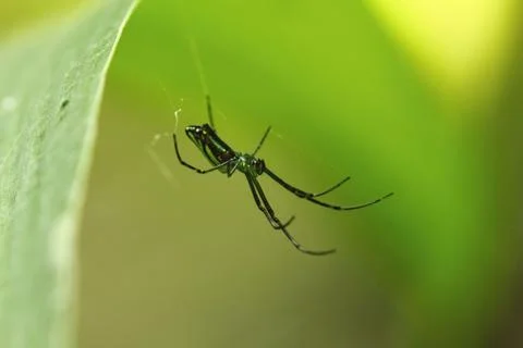 Spider On A Web In The Forest With A Green Background 스톡 사진