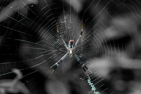 Spider on the web in the forest, insect and animal 写真素材