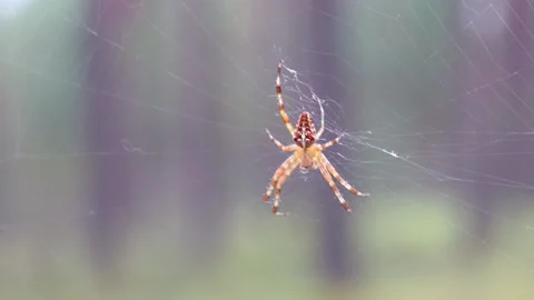 Spider on the web in forest macro Video stock 94764057