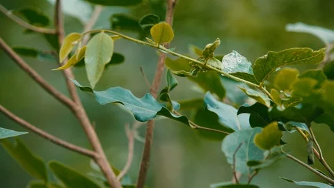 Spider on the web in the forest macro Stock Footage 121089729
