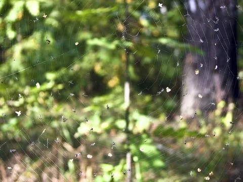 Spider web in the forest with many flying insects, close-up Stock Photos