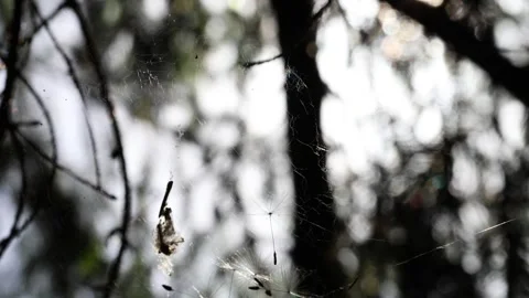 Spider web in the forest with morning dew, creating a magical scene against a Stock Footage 277302189