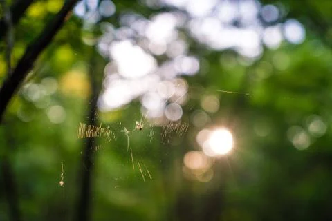 Spider web in a forest Stock Photos