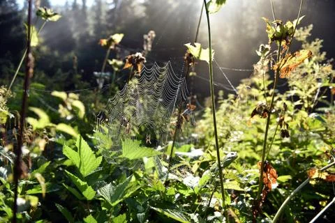 Spider web in the forest Stock Photos